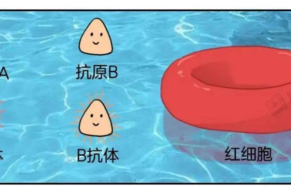 属鼠A血型的人性格与事业姻缘