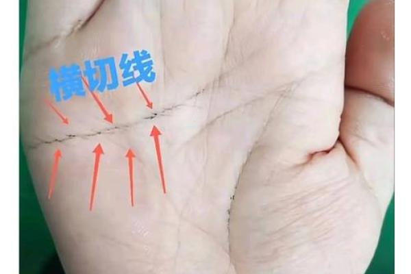 《手相学习百科》：感情线
