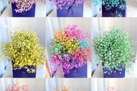 花类百科：和满天星很像的花都有哪些
