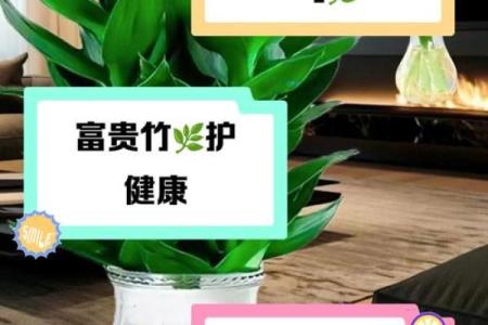 如何避免富贵竹风水禁忌影响财富进入