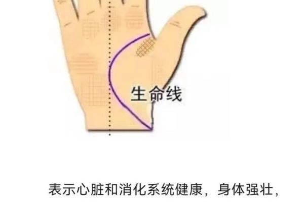 《手相学习百科》：生命线