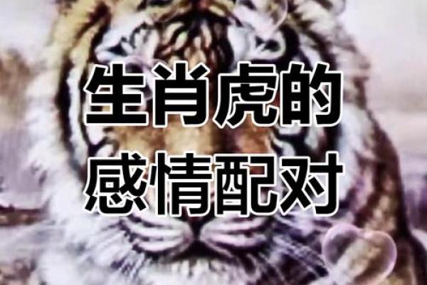 虎跟什么生肖配对最好 生肖虎最佳配对