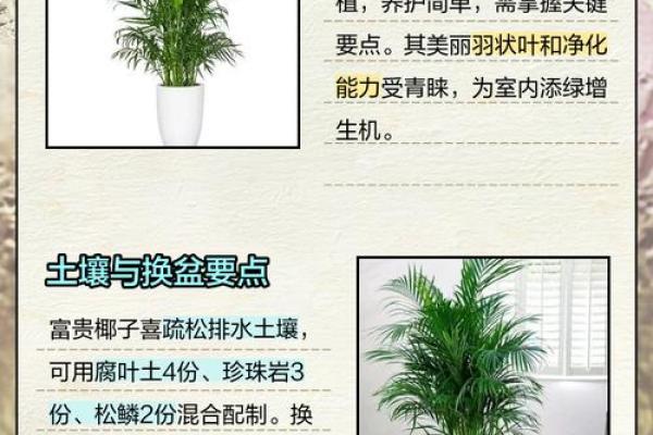富贵椰子的风水寓意