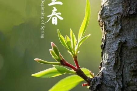 什么是立春的风水