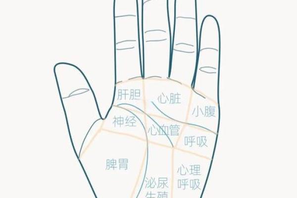 《手相学习百科》：手相看家庭与遗传