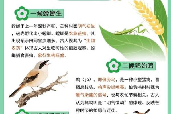 芒种前出生好还是芒种后 2024年芒种出生人的八字