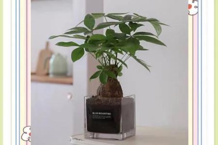 如何通过养植物改善室内风水