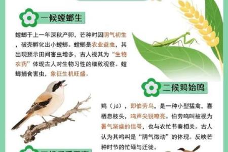 芒种前出生好还是芒种后 2024年芒种出生人的八字