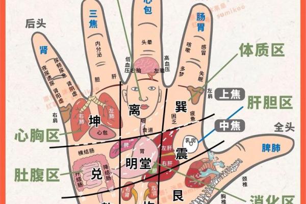 《手相学习百科》：掌脊纹