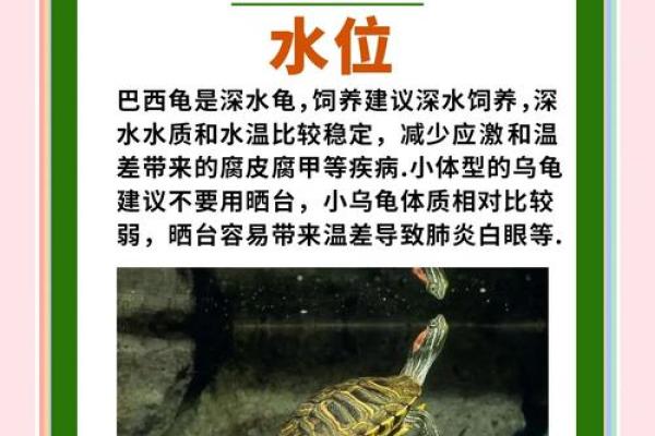 什么人不能养龟风水与属相禁忌化解