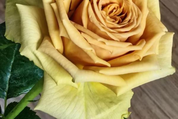 1月5日生日花语：熊掌花，1月5日是什么星座？