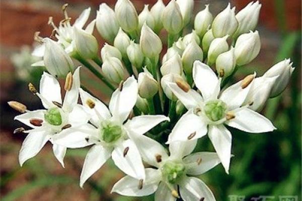 1月5日生日花语：熊掌花，1月5日是什么星座？