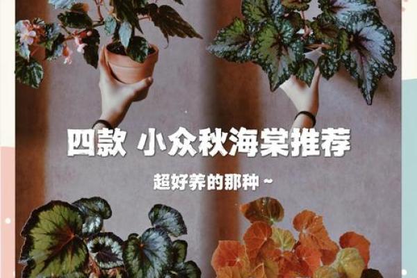 秋海棠的风水