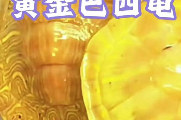 风水招财龟怎么养 养招财龟的好处