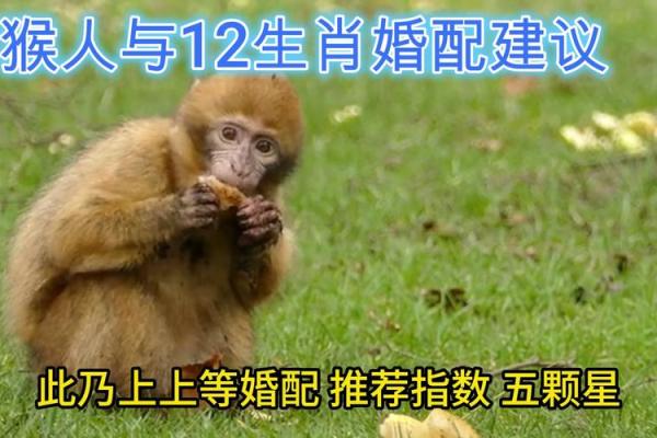 属猴和什么属相最配对 属猴和什么属相相冲