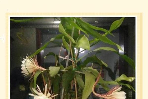 风水讲究，家里面养昙花好不好