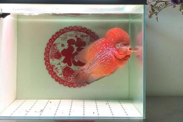 养罗汉鱼风水好吗