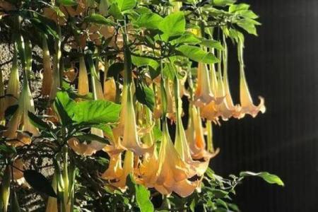 传统风水10种招鬼的花千万不能摆放在家里