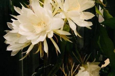 风水讲究，家里面养昙花好不好