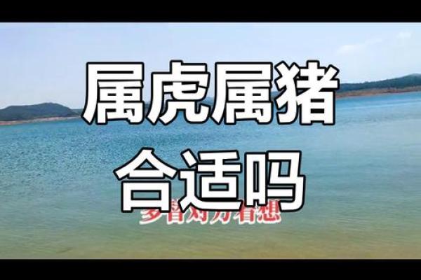 属虎人属相姻缘配对
