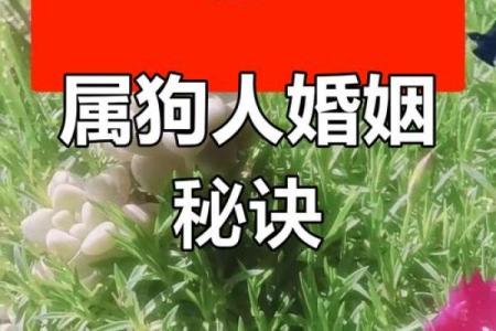 属狗的女人和什么属相最配对 属狗的女人和什么属相最配婚姻