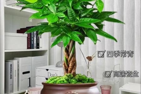 办公室最旺风水植物象征财源广进