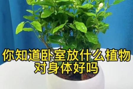 儿童卧室摆放植物风水宜忌