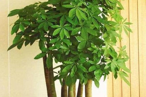 有哪些植物可以改变风水呢？