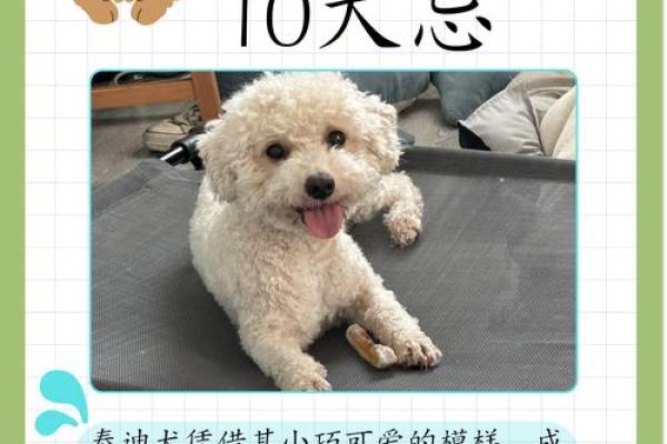 哪个星座适合泰迪男孩