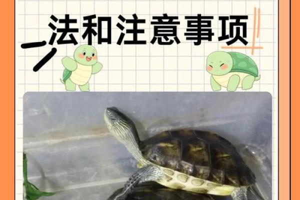 风水上养龟为什么不能养双,有这说法吗-