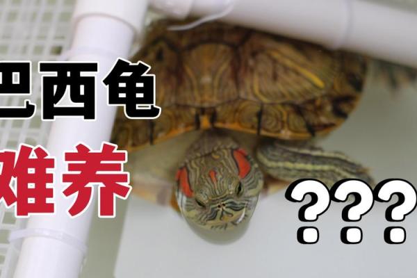 风水上养龟为什么不能养双,有这说法吗-