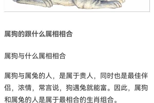 生肖配对：属狗的和什么属相最配