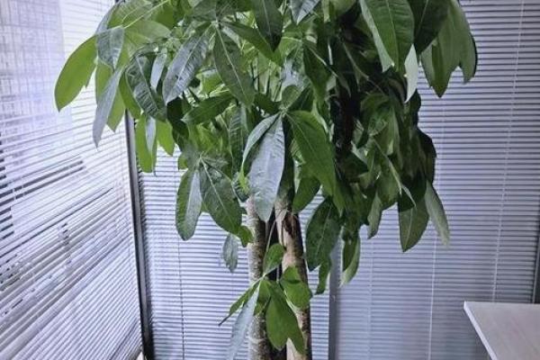 房子里栽什么树苗好风水
