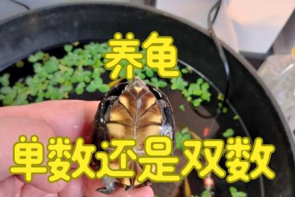 养龟风水_为什么卧室里面不能养乌龟