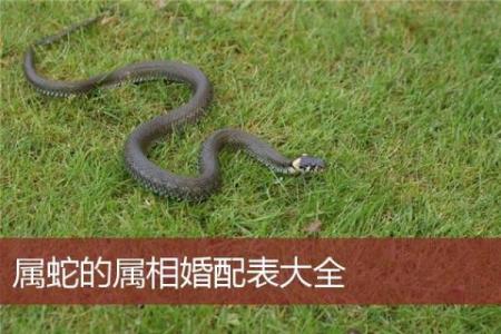 19岁属什么生肖配对 属蛇配对