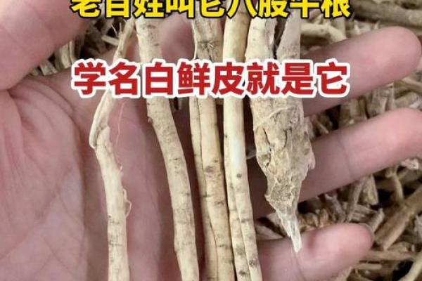 英牛八字筋