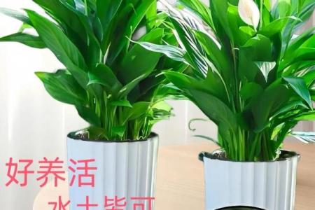 办公室风水绿植有哪些选择适合