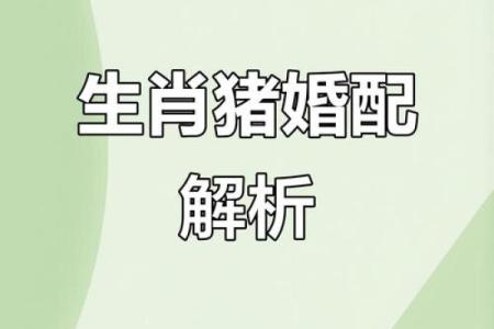 属猪的找什么属相最好 不同月份出生属猪的婚配最佳配对