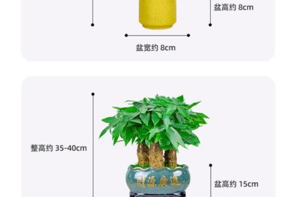 买了发财树，不要把方位摆错了