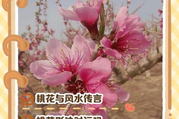 婚恋不顺，查找桃花位风水原因