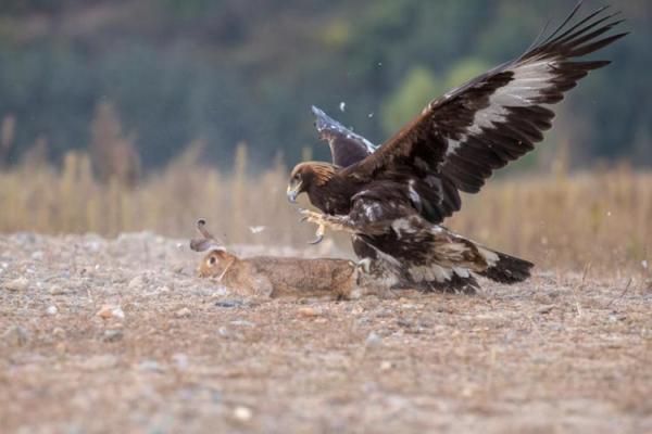 猴跟鹰风水