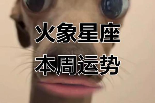 火象星座11月的运势
