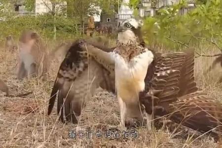 猴跟鹰风水