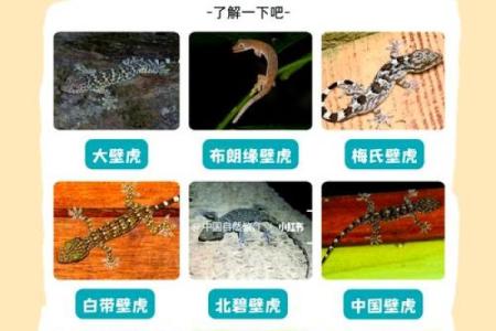 风水学家里有壁虎什么征兆是吉吗
