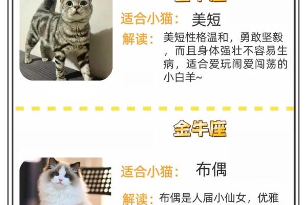 84星座,