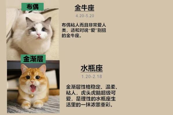 哪个星座适合看猫咪的性格
