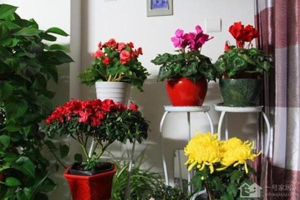假花摆放在房屋里哪里不会影响到风水呢