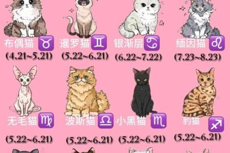哪个星座适合看猫咪的性格
