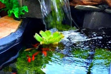 家庭鱼池风水 家庭鱼池风水摆放
