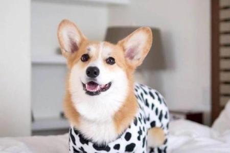 狗八字腿